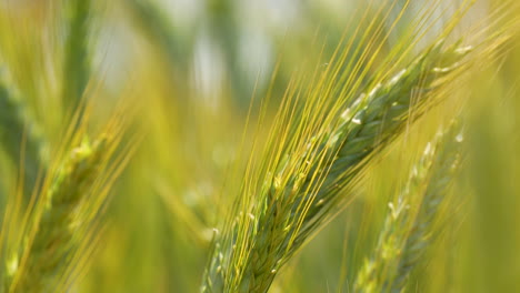 Nahaufnahme-Einer-Makro-Teleaufnahme-Von-Goldenem-Weizen-Und-Unkraut,-Wehende-Flatterklappen-Im-Wind