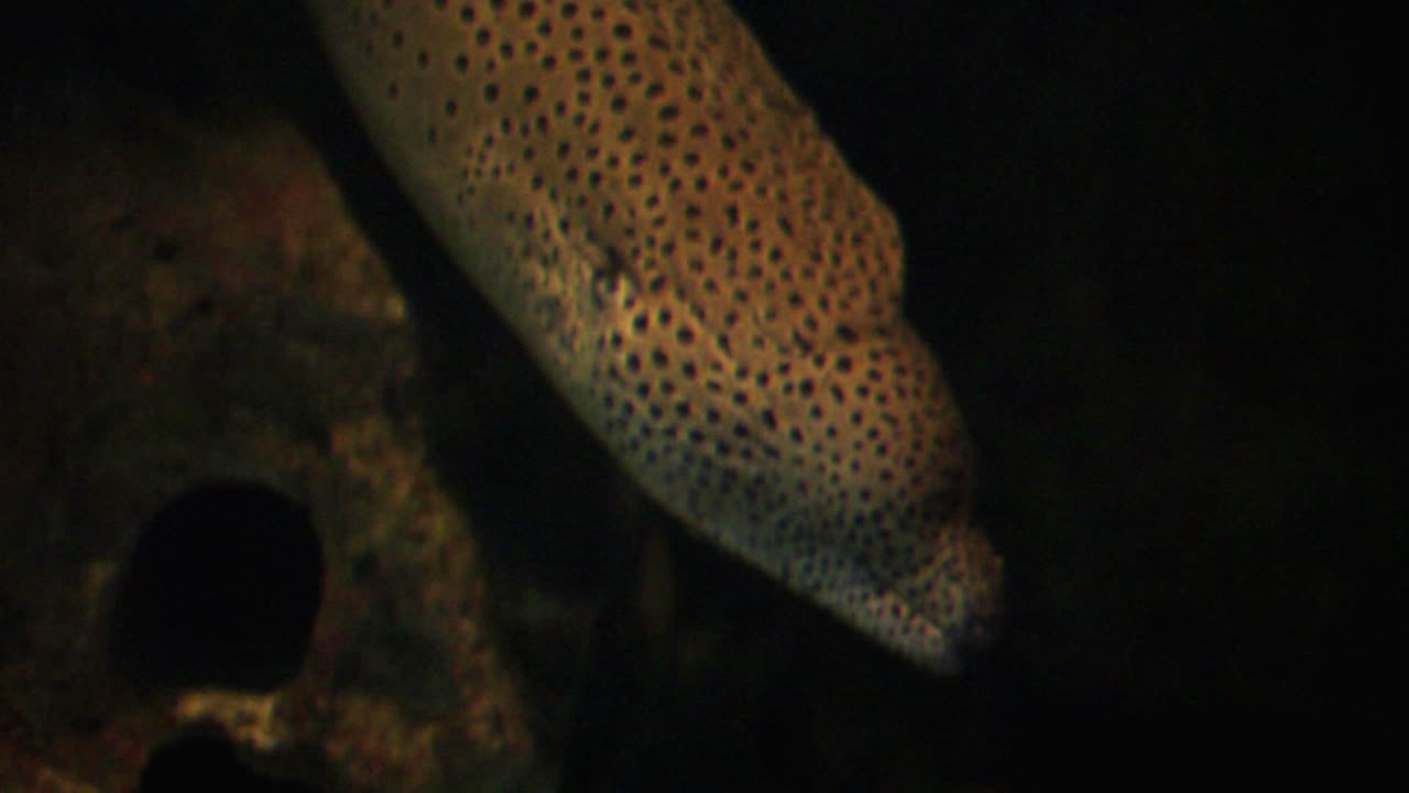 Moray Eel