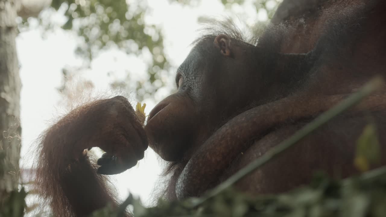 el orangután come lentamente una fruta, parece disfrutarla.