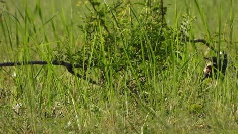 white-breasted waterhen - pond are - grass land