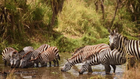 Herd-of-Grant's-Zebra-drinking-water,-Serengeti,-Tanzania,-medium-shot