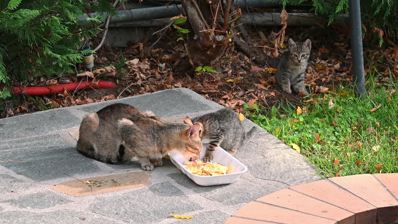 Two homeless cats eating a piece of food from a dish on the ground, one cat behind. Bees flying around