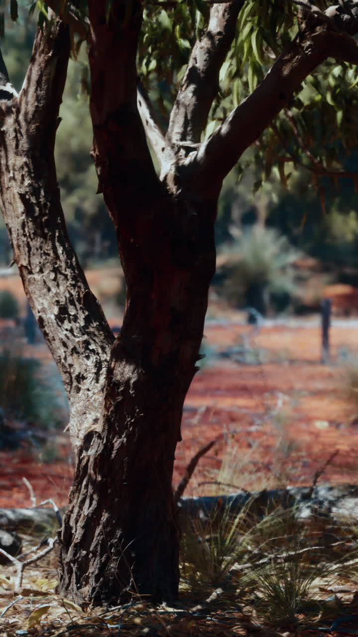 오스트레일리아 아웃백 나무