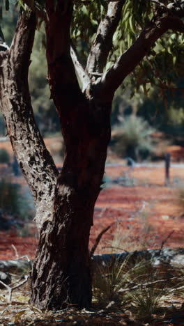Australian Outback Tree