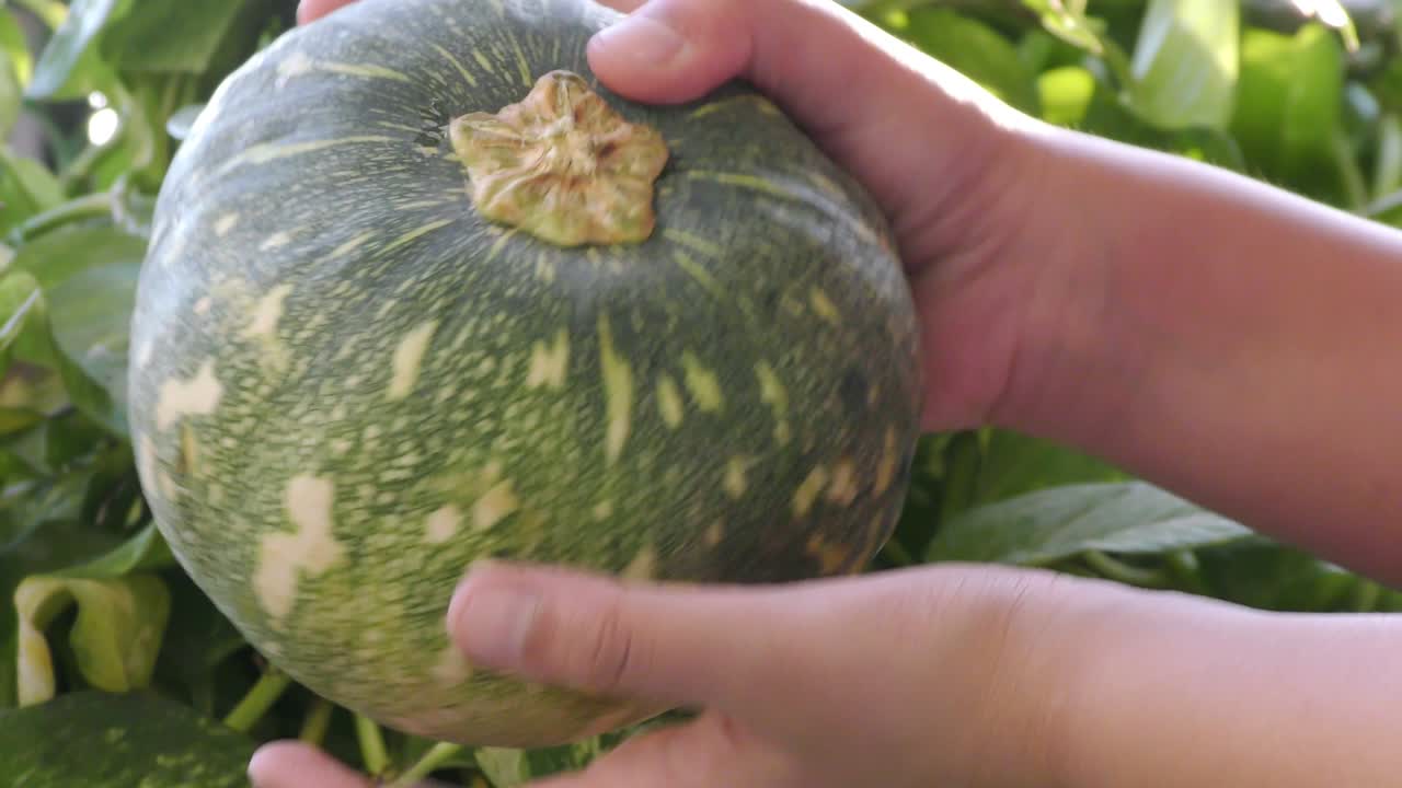 한 소녀가 두 손에 큰 호박을 보여줍니다.