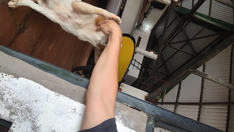 Händeschütteln-Mit-Einem-Sehr-Freundlichen-Hund_vertikaler-Blick