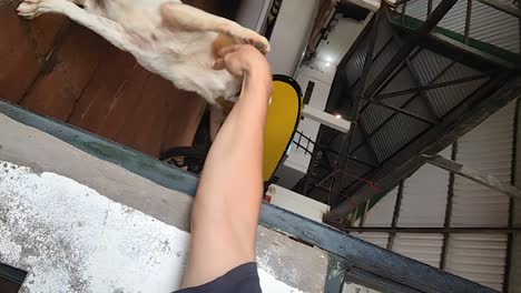 shaking hands with a very friendly dog_vertical view