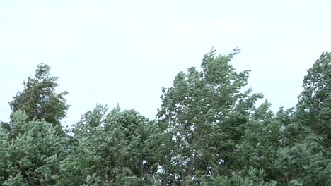 Trees-bending-under-strong-wind-in-summer