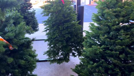 Freshly cut new Christmas trees for sale with sign Noble Fir 6-7 foot for $89 as camera begins to pan left then gimbal floats through the trees - in 4K 30fps slowed half speed