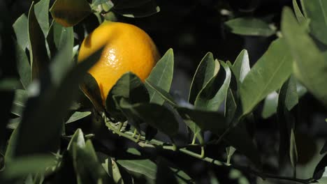 ripe orange growing on a tree branch, tilt up