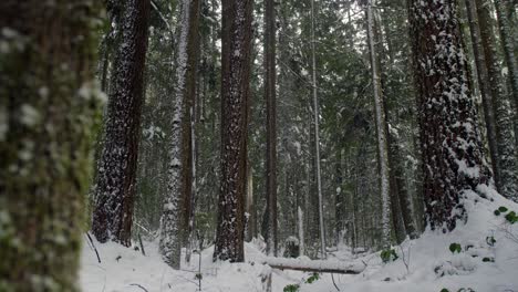 la nieve cae de los abetos en la escena del bosque invernal, colombia británica, canadá