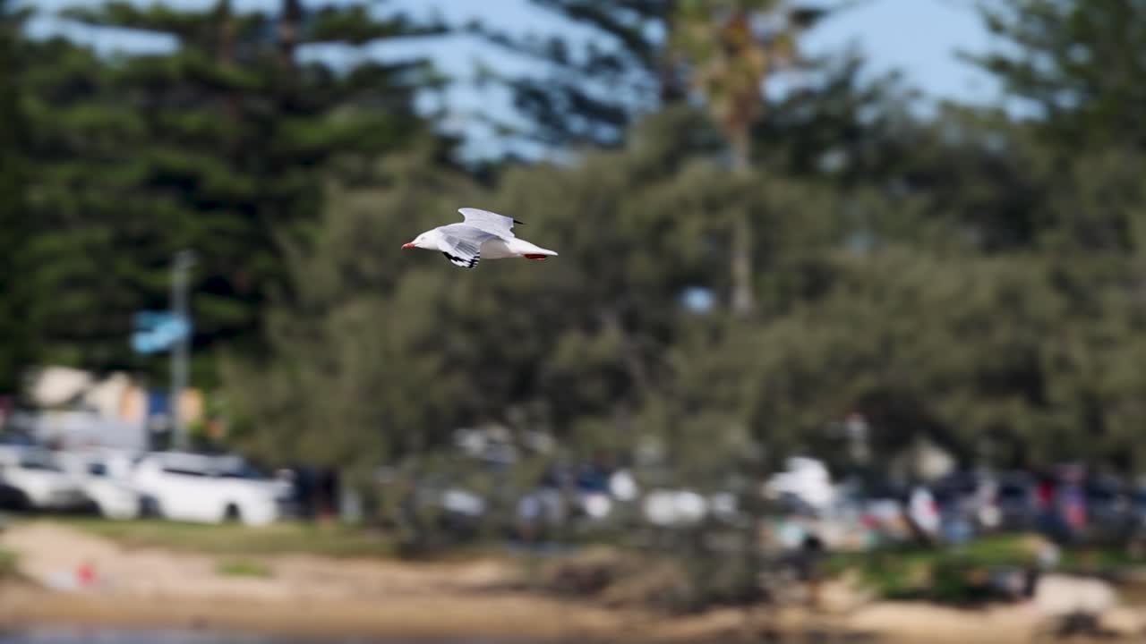 Seagulls gracefully glide over a scenic beach in Nambucca Heads, NSW, captured in bright daylight with lush greenery in the background