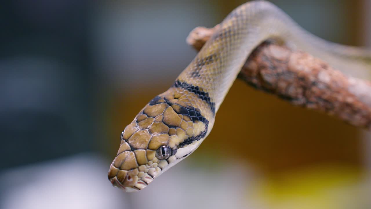 A snake moves slowly on a branch in beautiful slow-motion, showcasing its unique movement and textures