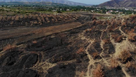 árboles quemados y hierba en el campo y la colina, plantación muerta y cenizas negras