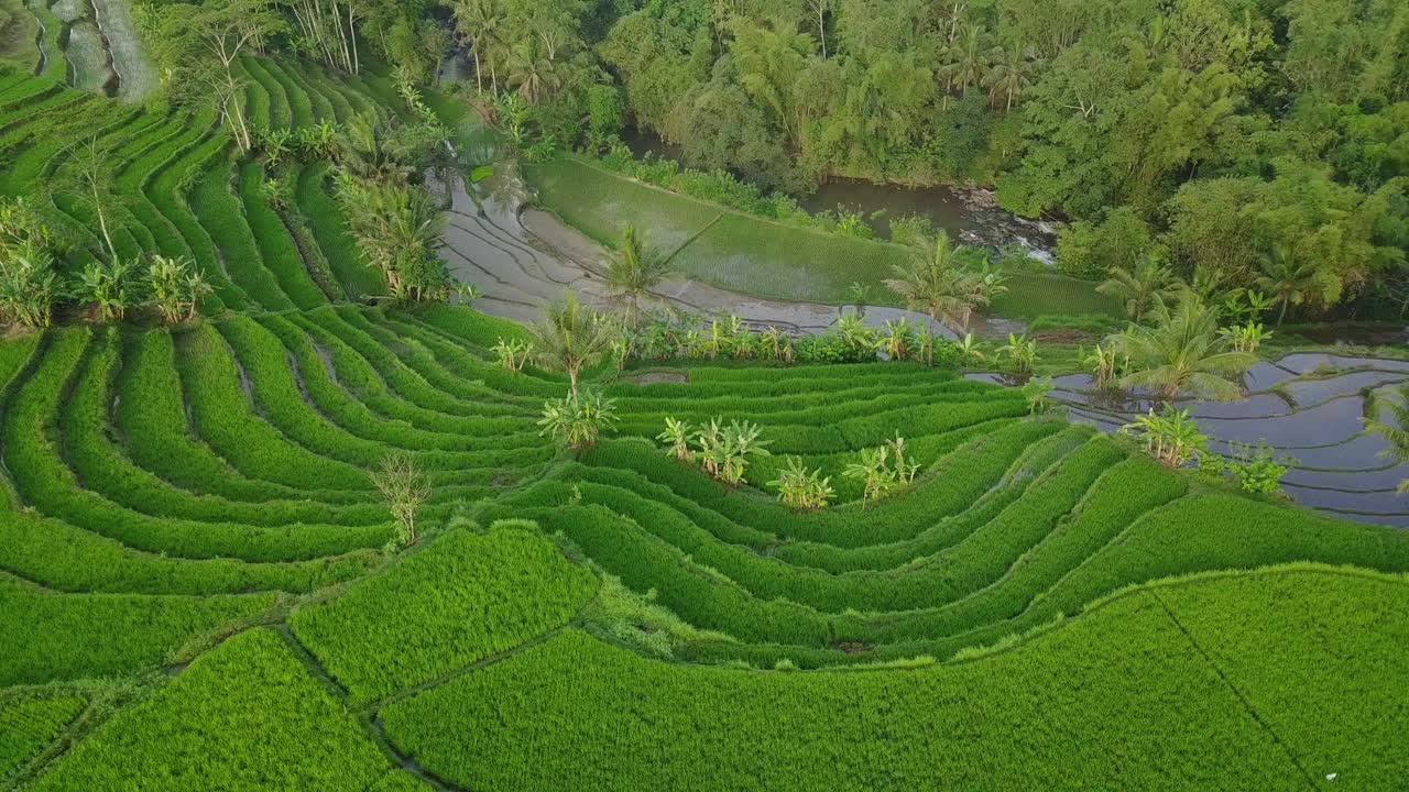 hermoso y exuberante patrón de campo de arroz verde en terrazas en el río en indonesia - antena arriba hacia abajo