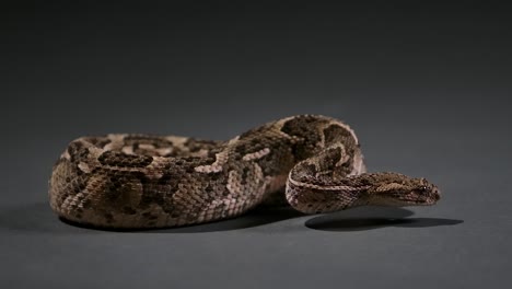 cottonmouth snake coiled up flicking tongue - studio