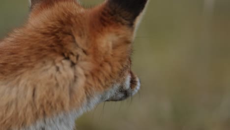 red fox in a meadow