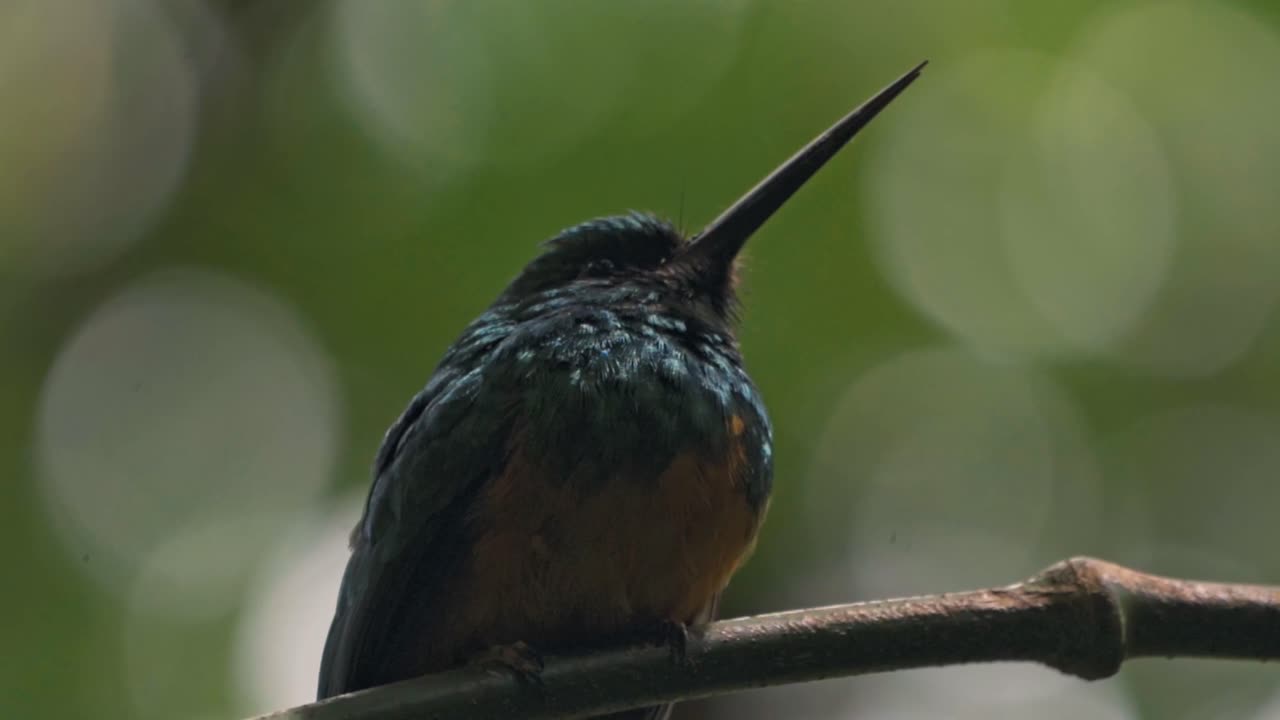 Perched gracefully on a slender branch in the Arenal region near La Fortuna, a jacamar bird glimmers in the dappled light of the rainforest