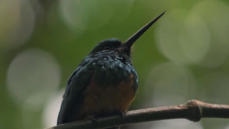 perched gracefully on a slender branch in the arenal region near la fortuna, a jacamar bird glimmers in the dappled light of the rainforest