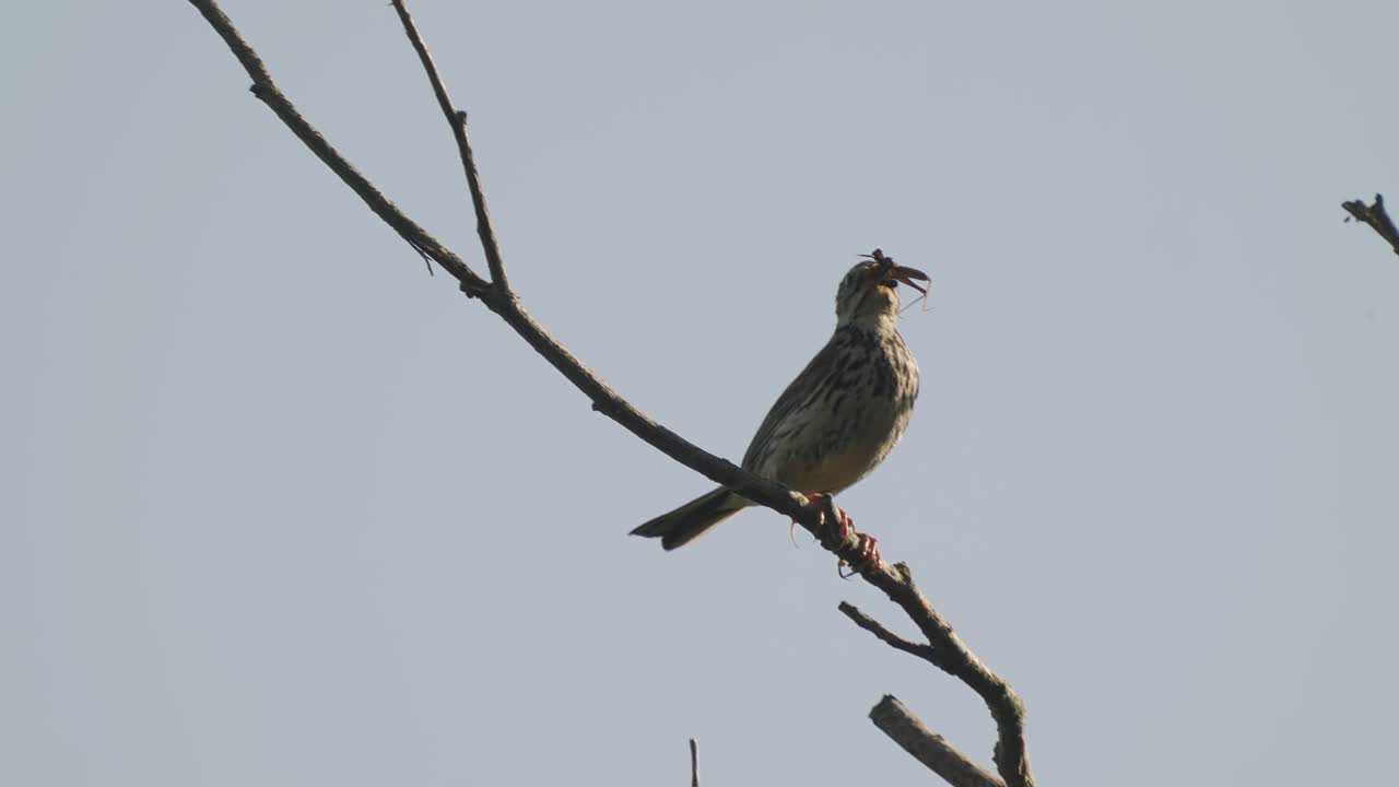 부리에 풀과 막대기를 매달고 있는 새가 나뭇가지에 앉아 있다가 갑자기 날아갑니다