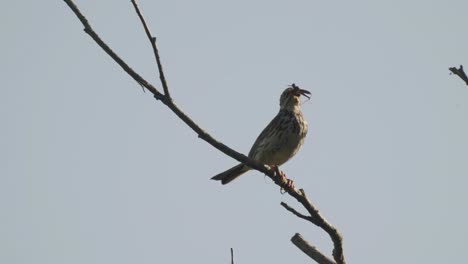 un pájaro que cuelga hierba y palos en su pico se sienta en una rama y luego vuela repentinamente