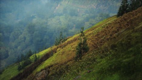 grassy hill with trees on top