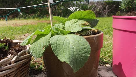 Big-Borage--leaves-in-growing