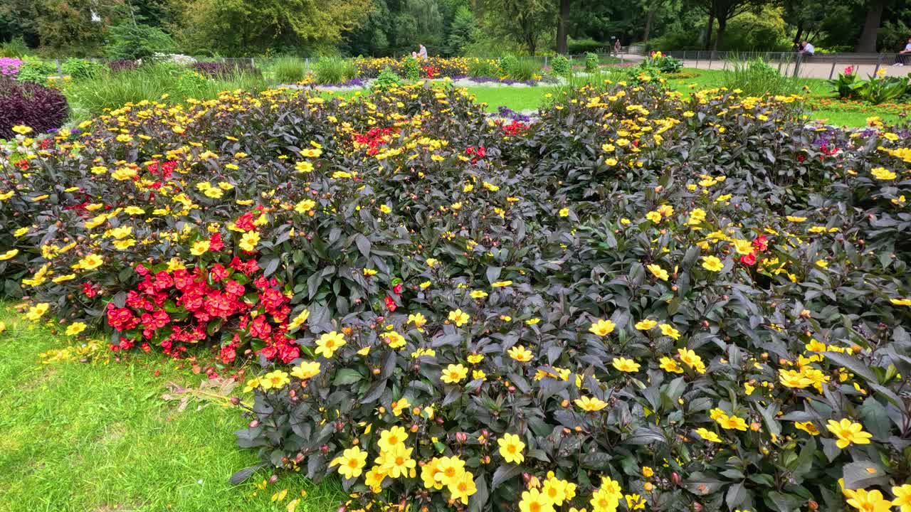A slow, steady camera pan reveals a vibrant Turnera ulmifolia flower bed with yellow and red blooms in a lush Berlin public park under natural daylight