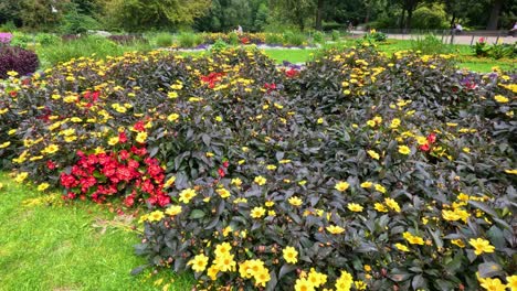 a slow, steady camera pan reveals a vibrant turnera ulmifolia flower bed with yellow and red blooms in a lush berlin public park under natural daylight