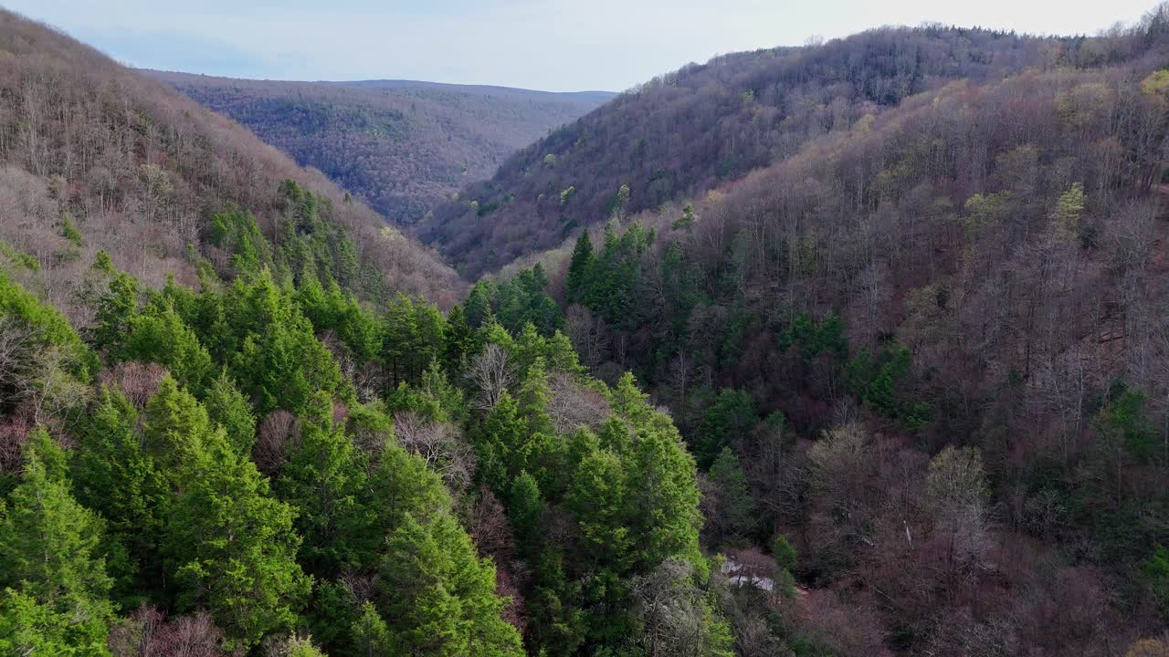 Aerial view of Blackwater River gorge flowing through densely wooded Appalachian hills in Thomas, West Virginia, USA