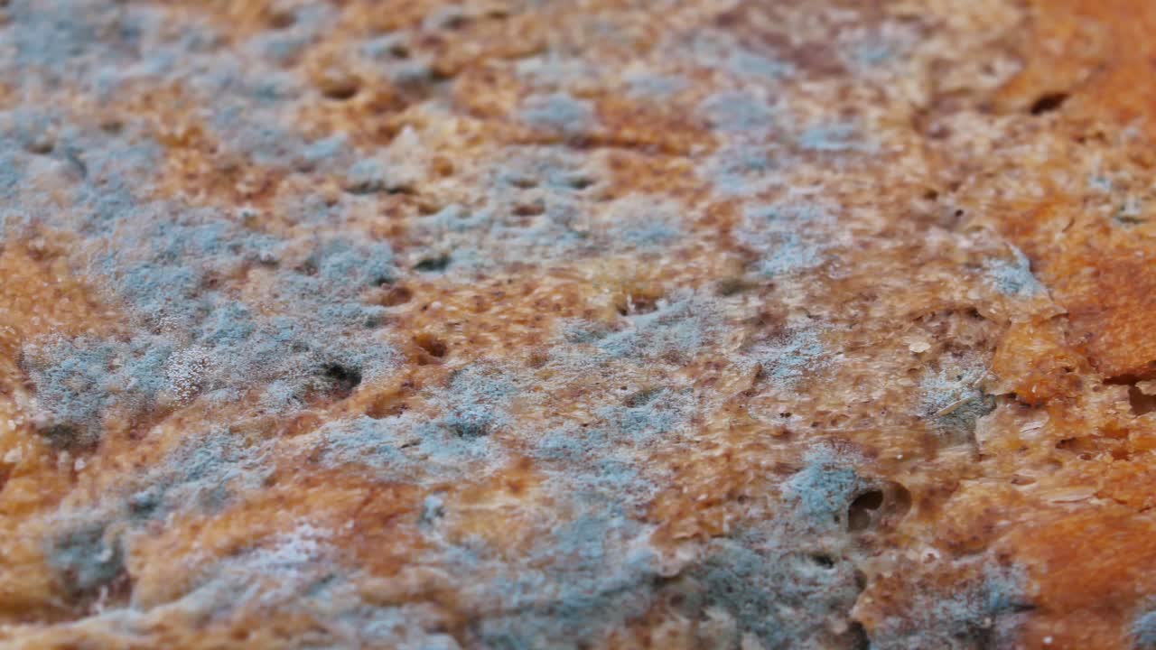 el pan moho es un primer plano.