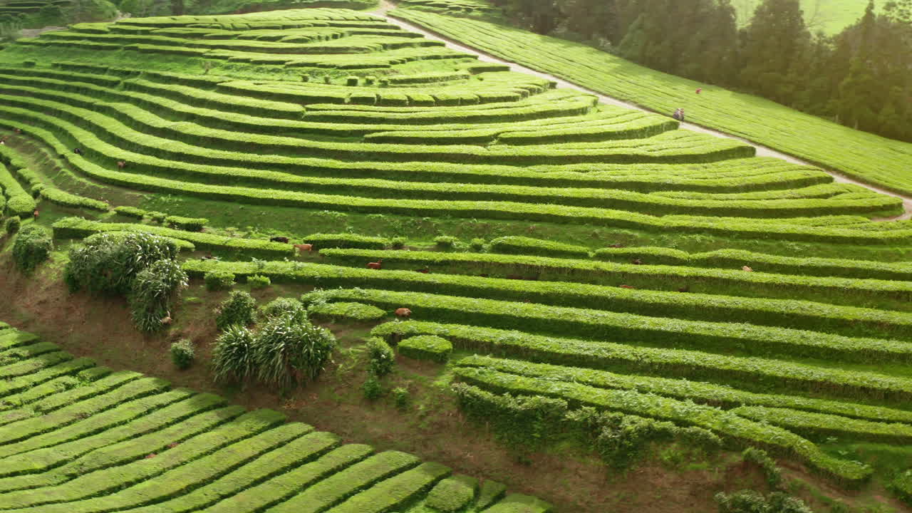 летя низко над плантациями зеленого чая