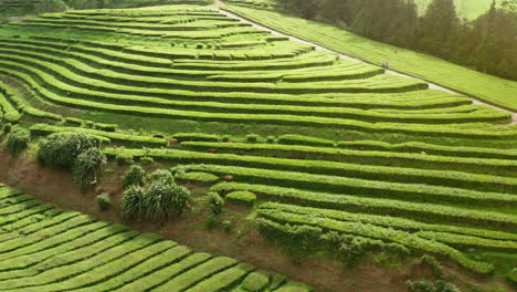 volando bajo sobre las plantaciones de té verde