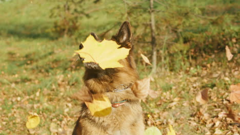 german shepherd dog playing with autumn leaves