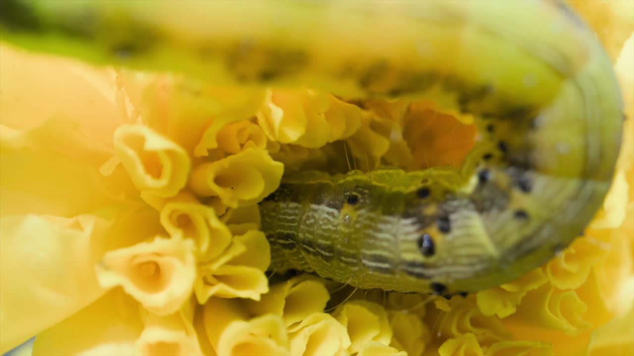 insecto oruga en busca de alimento en la flor