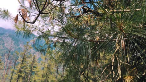 Tanne-Kiefer-Mit-Nadeln-Auf-Sommerlichen-Tropischen-Waldbergen