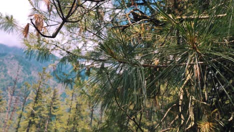 fir tree pine with needles on summer tropical forest mountains