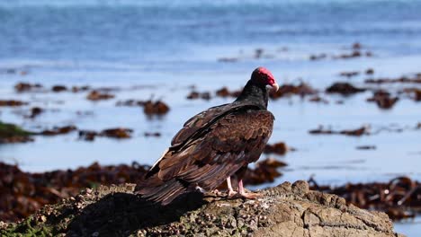 El-Buitre-De-Pavo-Es-El-Más-Extendido-De-Los-Buitres-Del-Nuevo-Mundo