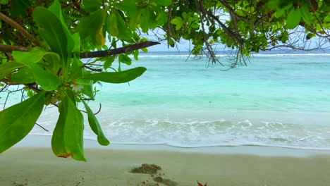 turquoise waves breaking on sandy beach viewed from under tropical green tree