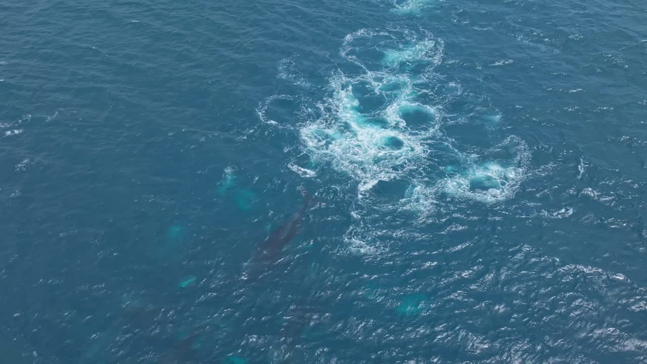広大なクジラの群れが深海を泳いでいる。ドローンで上空から見ると、それぞれ異なるタイミングで水面に浮上して息継ぎをし、再び潜って青い水中を優雅に移動する。