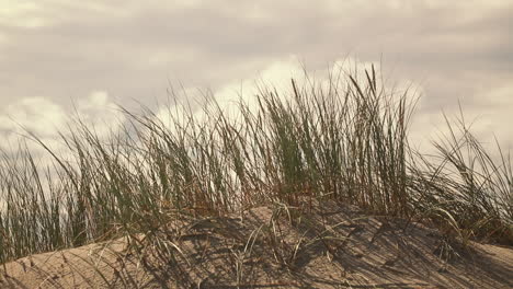 la hierba de las dunas se mueve suavemente con el viento