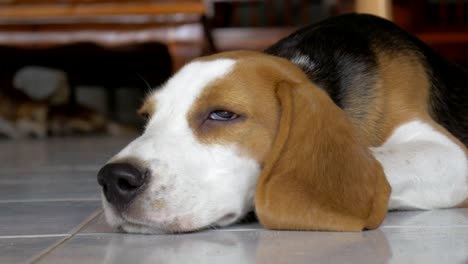 adorable beagle tendido en el suelo de la casa