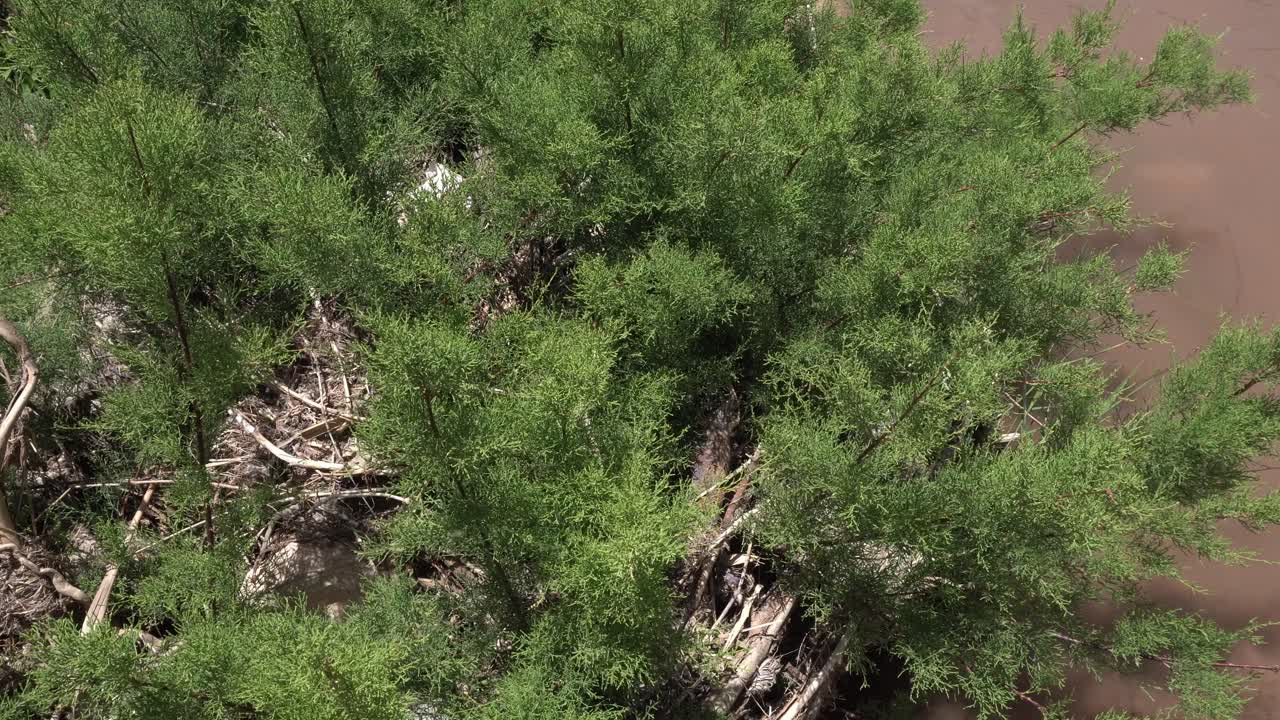 Small shrubs move very strongly under the effect of the wind near the water. The forces of nature in full action