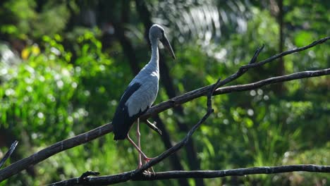 Langsames-Herauszoomen-Eines-Asiatischen-Klaffschnabels-Anastomus-Oscitans,-Der-Auf-Den-Kahlen-Zweigen-Eines-Baumes-In-Einem-Mangrovenwald-In-Thailand-Thront