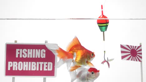 goldfish swimming in front of a panel fishing prohibited