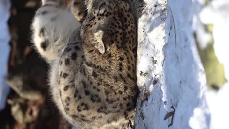 closeup slow motion vertical video of a snow leopard rolling in the snow and then looking at the camera