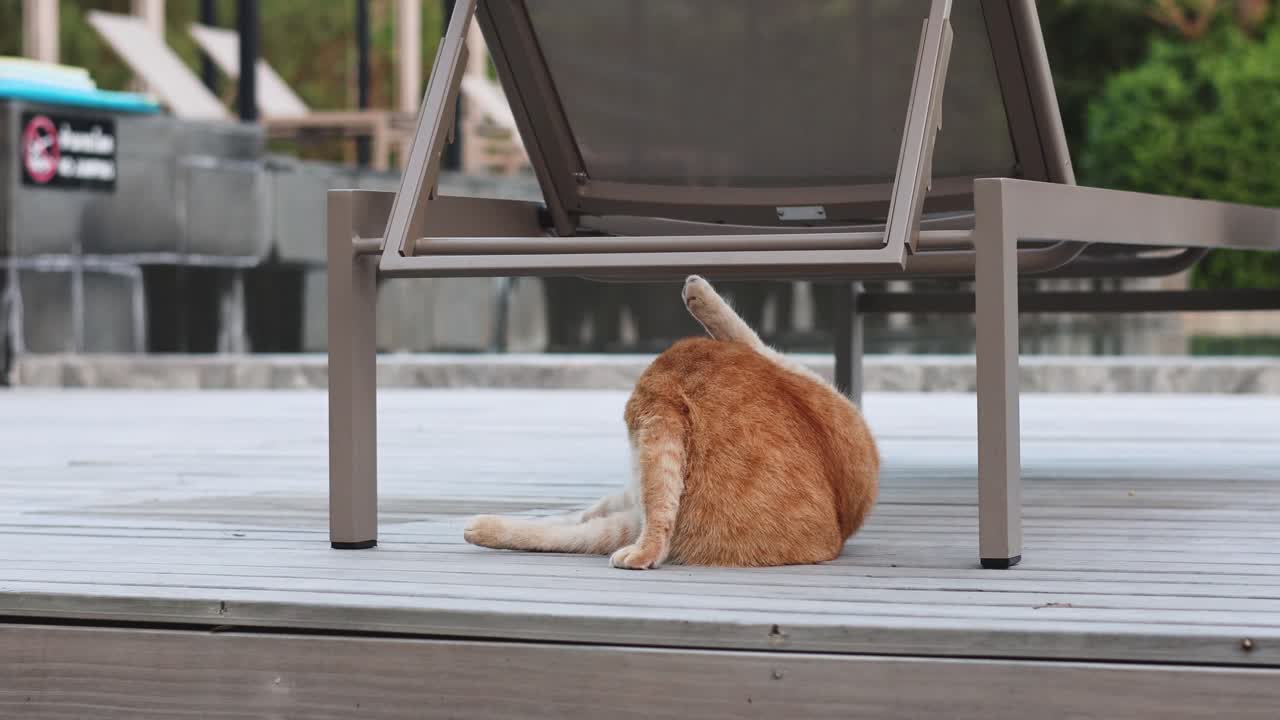 Orange cat licking and cleaning itself outdoors