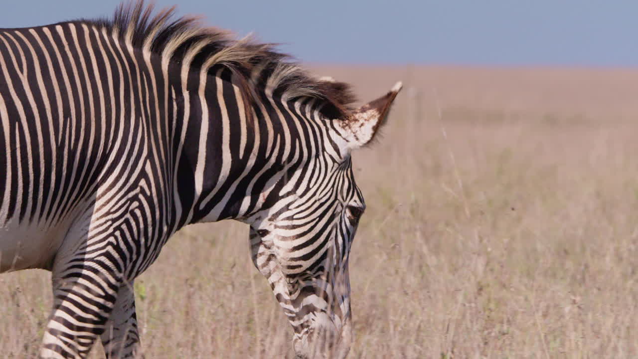 Grevy's Zebra walking in savannah in midday