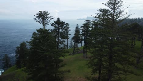 Norfolk-Inselkiefer-Araucaria-Heterophylla-Mit-Blick-Auf-Den-Pazifischen-Ozean