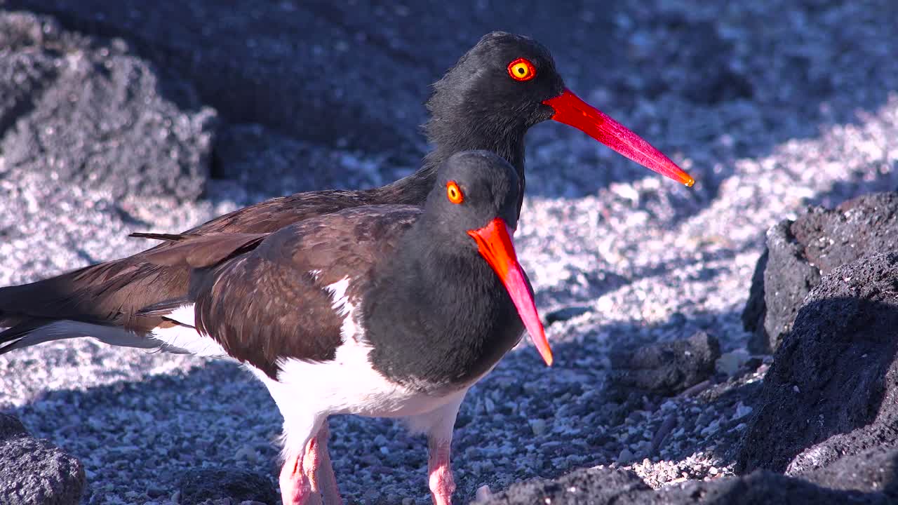 바위 해안선을 따라 oystercatcher 조류